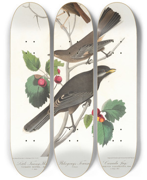 Triptych art skateboard deck of John James Audubon Little Tawny Thrush by John James Audubon (1785-1851)