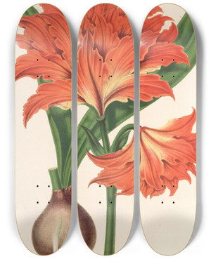 Triptych art skateboard deck of Charles Antoine Lemaire Amaryllis Hippeastrum Alberti by Charles Antoine Lemaire (1800-1871)