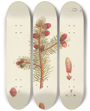 Triptych art skateboard deck of Carl Christoph Oelhafen Von Schllenbach Abbildung Der Wilden Bume Stauden Und Buschgewchse Pl009 by Carl Christoph Oelhafen Von Schollenbach (1709-1785)