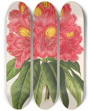 Triptych art skateboard deck of Charles Antoine Lemaire Rhododendrum Souvenir De Jean Byls by Charles Antoine Lemaire (1800-1871)