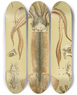 Triptych art skateboard deck of Frederick Mccoy Mollusca Ii by Frederick Mccoy (1817-1899)