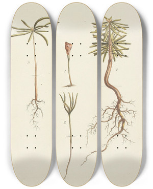 Triptych art skateboard deck of Carl Christoph Oelhafen Von Schllenbach Abbildung Der Wilden Bume Stauden Und Buschgewchse Pl030 by Carl Christoph Oelhafen Von Schollenbach (1709-1785)