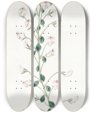 Triptych art skateboard deck of Sydenham Edwards Longstalked Rest Harrow by Sydenham Edwards (1768-1819)