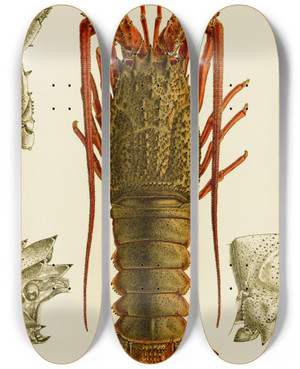 Triptych art skateboard deck of Frederick Mccoy Crustacea I by Frederick Mccoy (1817-1899)