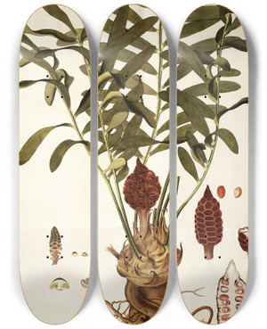 Triptych art skateboard deck of Nikolaus Joseph Freiherr Von Jacquin Zamia Integrifolia by Nikolaus Joseph Freiherr Von Jacquin (1727-1817)