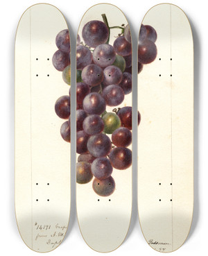 Triptych art skateboard deck of Deborah Griscom Passmore Vitis Concord by Deborah Griscom Passmore (1840-1911)