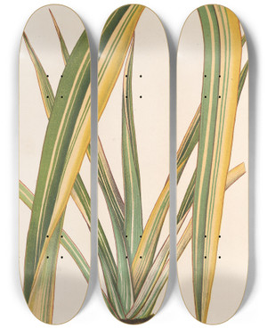 Triptych art skateboard deck of Charles Antoine Lemaire Phormium Tenax Fol Var by Charles Antoine Lemaire (1800-1871)