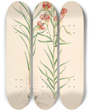 Triptych art skateboard deck of Walter Hood Fitch Lilium Callosum by Walter Hood Fitch (1817-1892)
