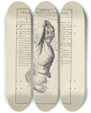 Triptych art skateboard deck of Michael Van Der Gucht Anatomy Improvd And Illustrated With Regard To The Uses Thereof In Designing Pl11 by Michael van der Gucht (1660-1725)