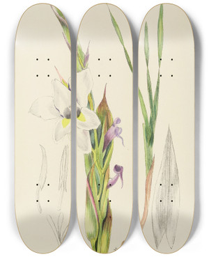 Triptych art skateboard deck of Illtyd Buller Poleevans Gladiolus Rehmanni by Illtyd Buller Pole-Evans (1879-1968)