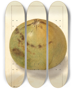 Triptych art skateboard deck of Ellen Isham Schutt Aegle Marmelos_3 by Ellen Isham Schutt (1873-1955)