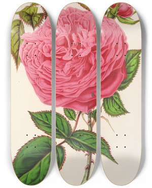Triptych art skateboard deck of Charles Antoine Lemaire Rose Madame Furtardo by Charles Antoine Lemaire (1800-1871)