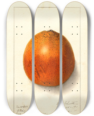 Triptych art skateboard deck of Ellen Isham Schutt Citrus Sinensis_2 by Ellen Isham Schutt (1873-1955)
