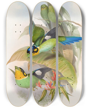 Triptych art skateboard deck of John Gould Dalhousies Eurylaime by John Gould (1804-1881)