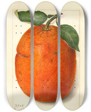 Triptych art skateboard deck of Amanda Almira Newton Citrus Sinensis New by Amanda Almira Newton (1860-1943)