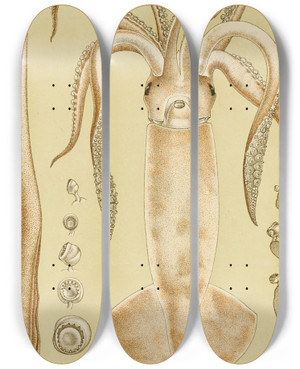 Triptych art skateboard deck of Frederick Mccoy Mollusca I by Frederick Mccoy (1817-1899)