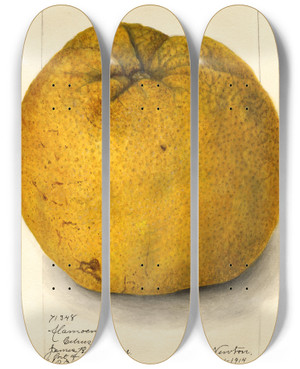 Triptych art skateboard deck of Amanda Almira Newton Citrus Grandis Alamoen_1 by Amanda Almira Newton (1860-1943)