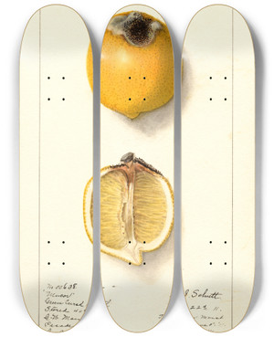 Triptych art skateboard deck of Ellen Isham Schutt Citrus Limon_11 by Ellen Isham Schutt (1873-1955)