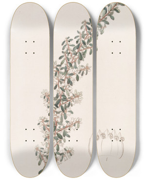 Triptych art skateboard deck of Sydenham Edwards Sweetscented Cryptandra by Sydenham Edwards (1768-1819)