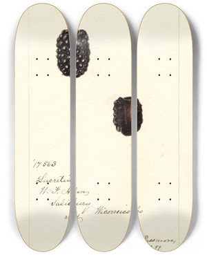 Triptych art skateboard deck of Deborah Griscom Passmore Rubus Lucretia by Deborah Griscom Passmore (1840-1911)