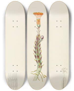 Triptych art skateboard deck of Illtyd Buller Poleevans Senecio Stapeliaeformis by Illtyd Buller Pole-Evans (1879-1968)