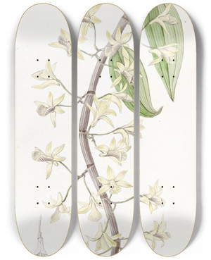 Triptych art skateboard deck of Sydenham Edwards Longspiked Dendrobium by Sydenham Edwards (1768-1819)