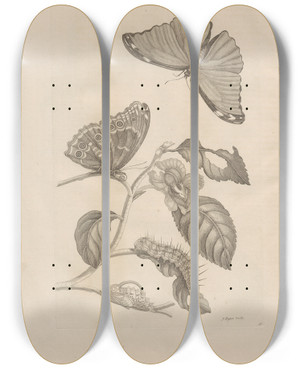 Triptych art skateboard deck of Maria Sibylla Merian Dissertatio De Generatione Et Metamorphosibus Insectorum Surinamensium Pl53 by Maria Sibylla Merian (1647-1717)