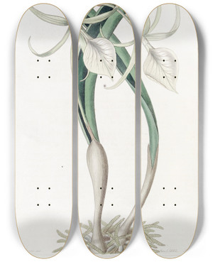 Triptych art skateboard deck of Sydenham Edwards Knotty Brasavola by Sydenham Edwards (1768-1819)