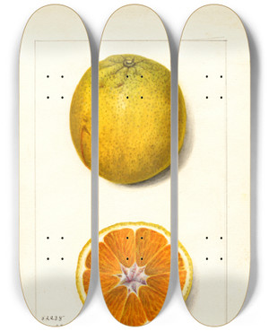 Triptych art skateboard deck of Amanda Almira Newton Citrus Sinensis Valencia_4 by Amanda Almira Newton (1860-1943)
