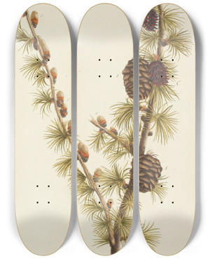 Triptych art skateboard deck of Carl Christoph Oelhafen Von Schllenbach Abbildung Der Wilden Bume Stauden Und Buschgewchse Pl018 by Carl Christoph Oelhafen Von Schollenbach (1709-1785)
