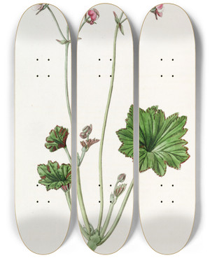 Triptych art skateboard deck of Sydenham Edwards Petaled Begonia by Sydenham Edwards (1768-1819)