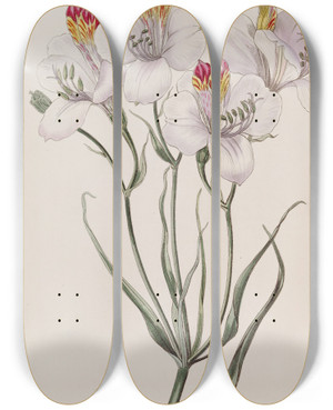 Triptych art skateboard deck of Sydenham Edwards The Ligtu by Sydenham Edwards (1768-1819)