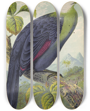 Triptych art skateboard deck of Thomas Waterman Wood Corythaix Leucolopha by Thomas Waterman Wood (1823-1903)