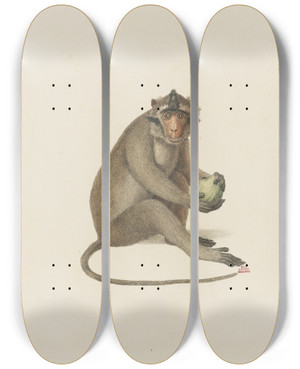 Triptych art skateboard deck of Jeanbaptiste Audebert Laigrette by Jean-Baptiste Audebert (1759-1800) Triptych art skateboard deck of Jeanbaptiste Audebert Laigrette by Jean-Baptiste Audebert (1759-1800)