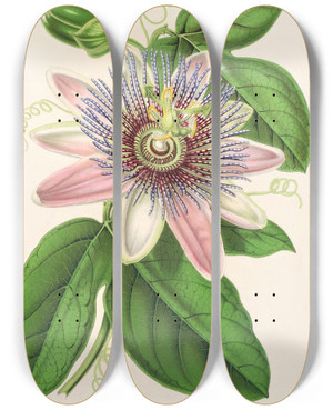 Triptych art skateboard deck of Charles Antoine Lemaire Passiflora Imperatrice Eugenie Hybride by Charles Antoine Lemaire (1800-1871)
