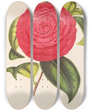 Triptych art skateboard deck of Charles Antoine Lemaire Camellia Adriana by Charles Antoine Lemaire (1800-1871)