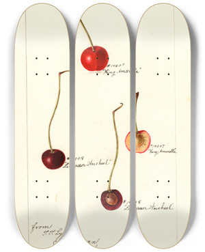 Triptych art skateboard deck of Bertha Heiges Prunus Avium by Bertha Heiges (1866-1956) Triptych art skateboard deck of Bertha Heiges Prunus Avium by Bertha Heiges (1866-1956)