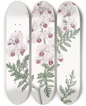 Triptych art skateboard deck of Sydenham Edwards Pinnated Schizanthus by Sydenham Edwards (1768-1819)