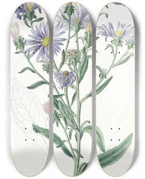 Triptych art skateboard deck of Sydenham Edwards Shewy Aster by Sydenham Edwards (1768-1819)
