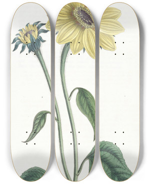 Triptych art skateboard deck of Sydenham Edwards Trumpetstalked Sunflower by Sydenham Edwards (1768-1819)