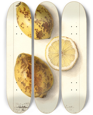 Triptych art skateboard deck of Ellen Isham Schutt Citrus Limon_8 by Ellen Isham Schutt (1873-1955)