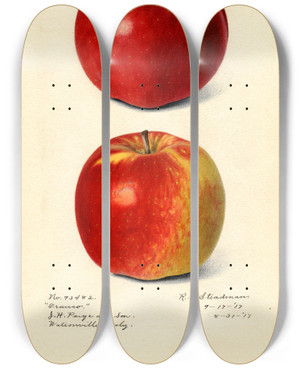 Triptych art skateboard deck of Royal Charles Steadman Malus Domestica Oranco by Royal Charles Steadman (1875-1964)