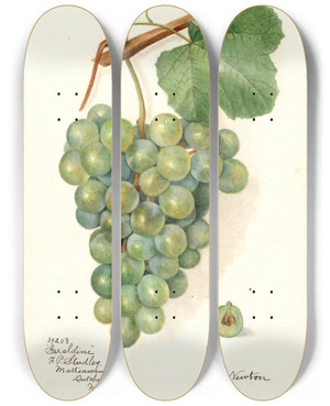 Triptych art skateboard deck of Amanda Almira Newton Vitis Geraldine by Amanda Almira Newton (1860-1943)