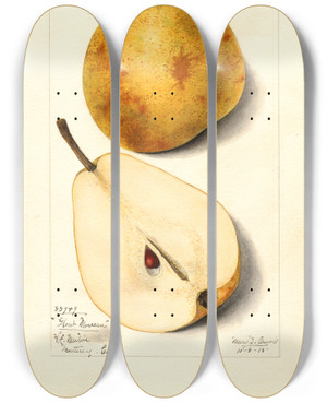 Triptych art skateboard deck of Mary Daisy Arnold Pyrus Communis Glout Morceau by Mary Daisy Arnold (1873-1955)