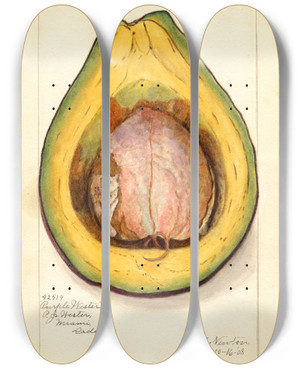 Triptych art skateboard deck of Amanda Almira Newton Persea Purple Wester by Amanda Almira Newton (1860-1943)