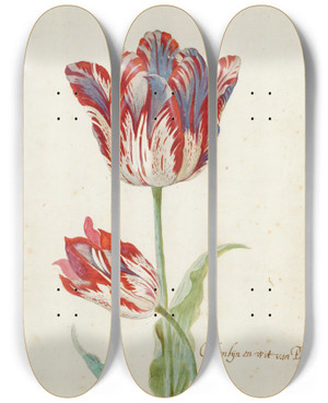 Triptych art skateboard deck of Jacob Marrel Two Red And White Tulips by Jacob Marrel (1613-1681)