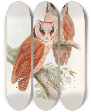 Triptych art skateboard deck of John Gould Bay Owl by John Gould (1804-1881)
