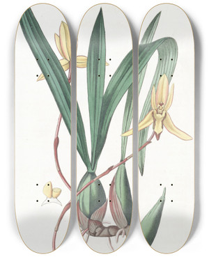 Triptych art skateboard deck of Sydenham Edwards Rededged Cymbidium by Sydenham Edwards (1768-1819)