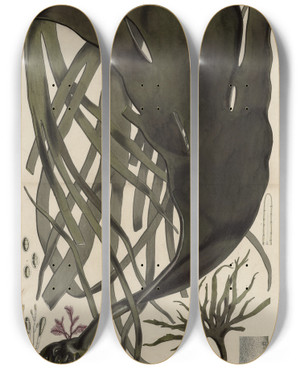 Triptych art skateboard deck of Walter Hood Fitch Cryptogamic Botany Of The Antarctic Voyage Of Hm Discovery Ships Erebus And Terror In The Years 1839 Pl39 by Walter Hood Fitch (1817-1892)