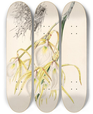 Triptych art skateboard deck of Charles Antoine Lemaire Brassavola Fragrans by Charles Antoine Lemaire (1800-1871)